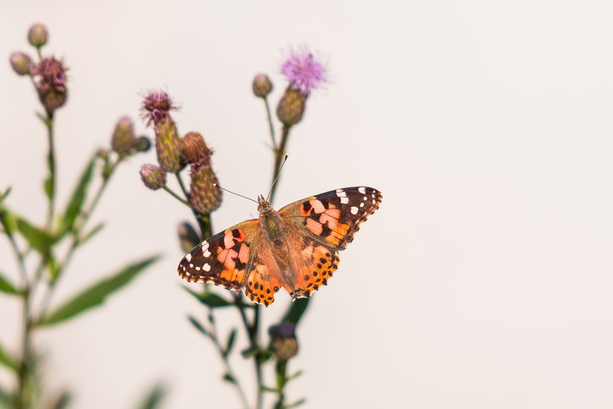 蝴蝶、昆虫免费图片