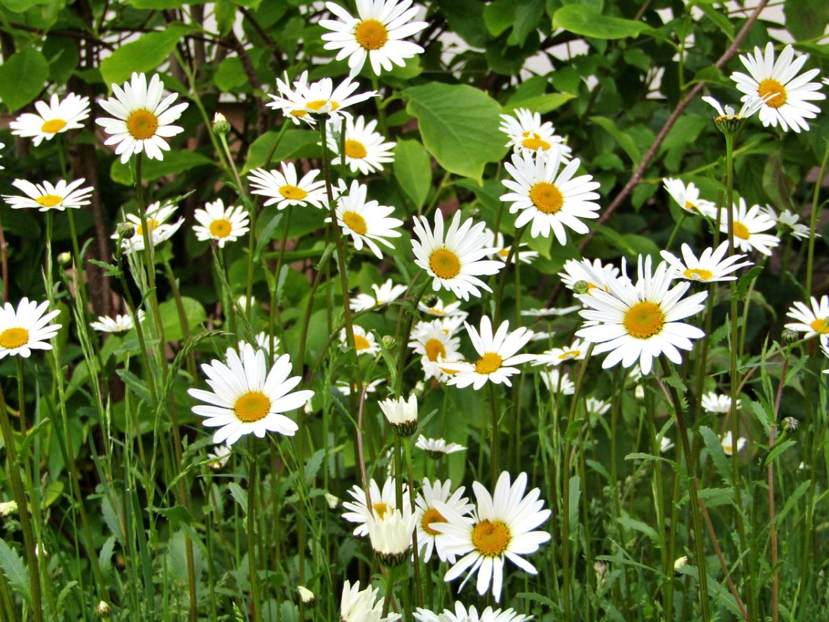 白色的雏菊小花朵免费图片