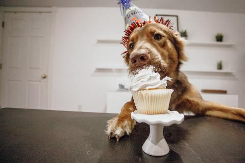 小狗、狗、生日