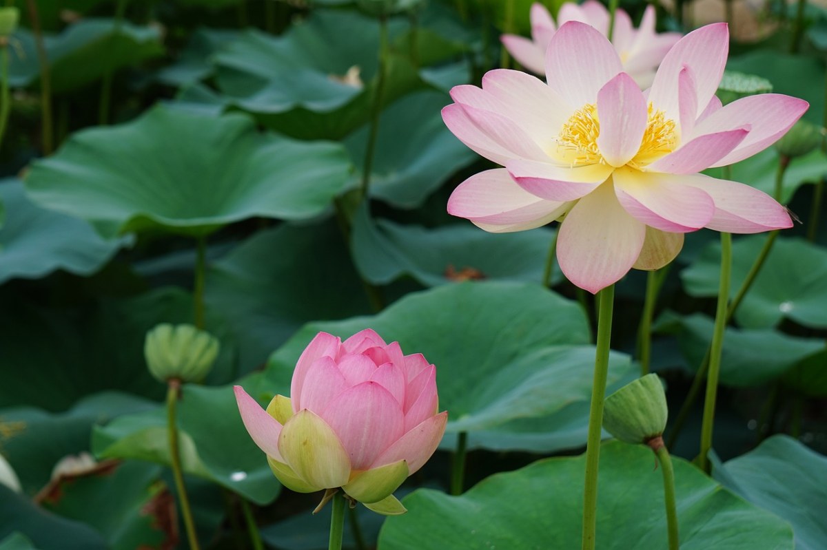 莲花、夏、花卉免费图片