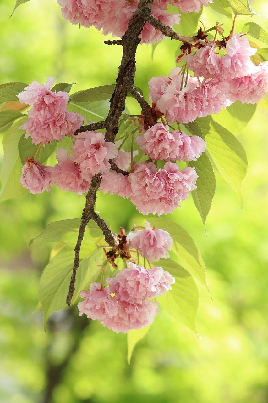 一枝樱花树上的樱花免费图片