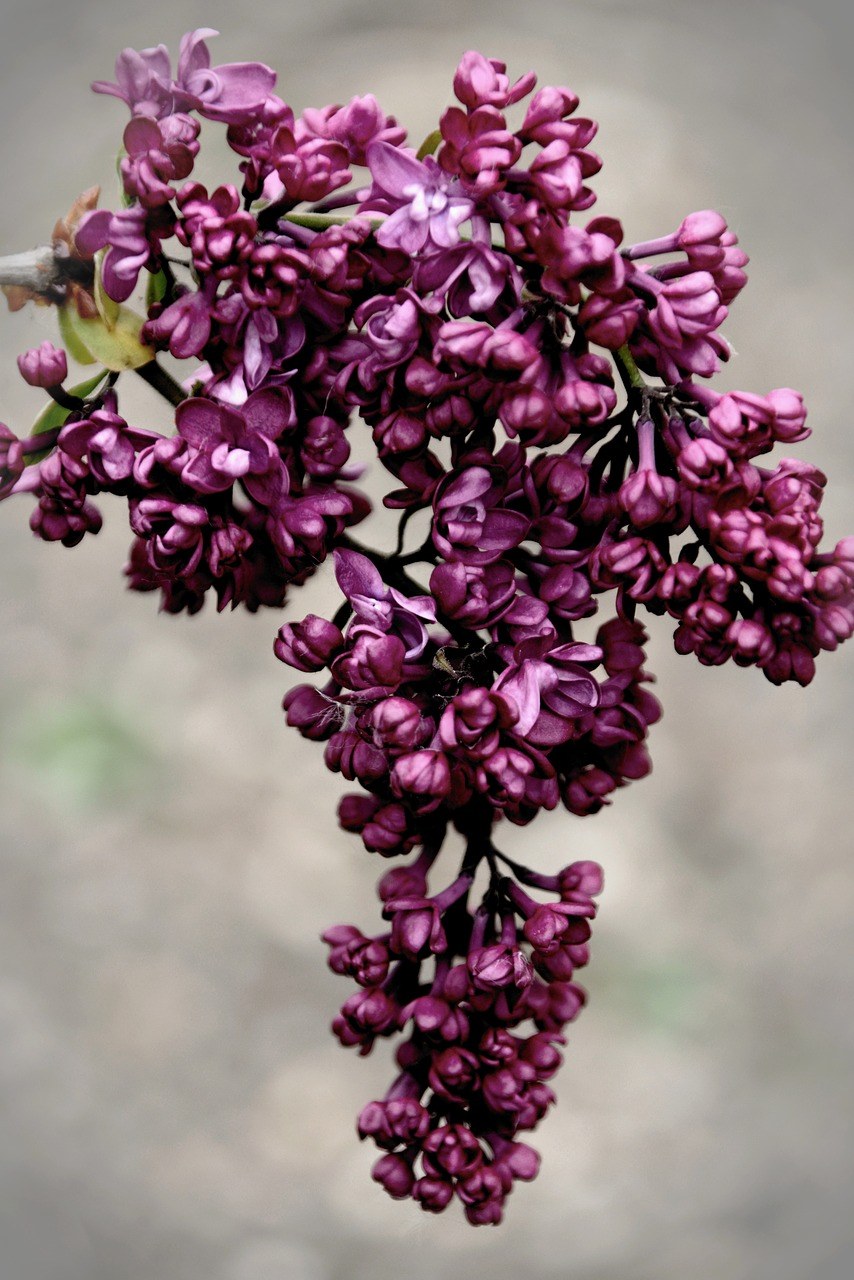 紫丁香、紫丁香树、Fliederblueten免费图片