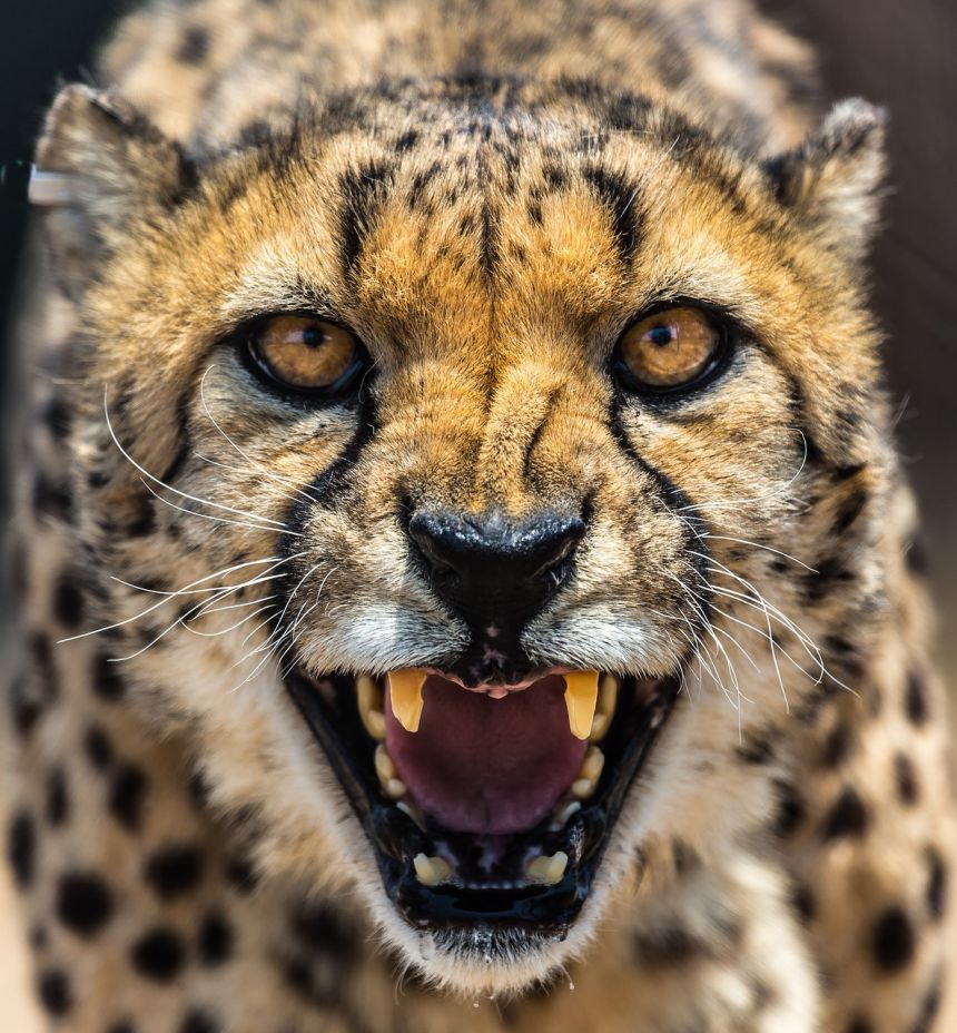 霸气的猎豹凶猛图片图片