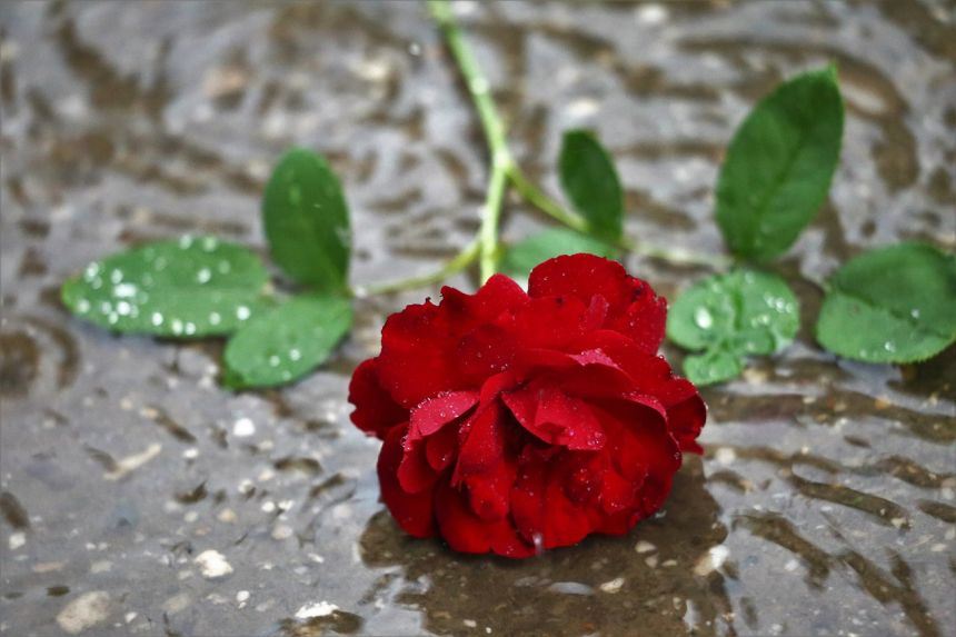 红色玫瑰在雨,黑暗哥特式的心情,留在沉默