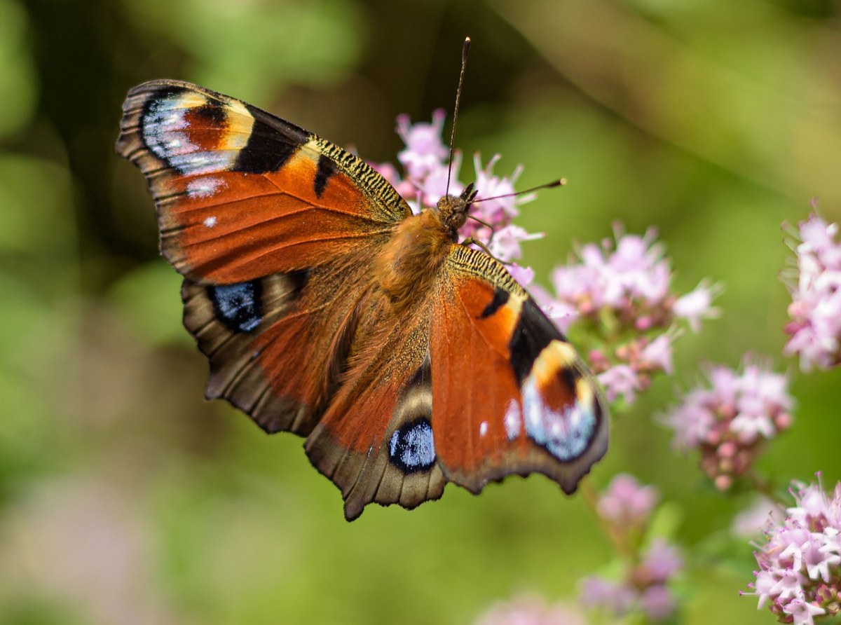 蝴蝶、孔雀蝴蝶、昆虫免费图片