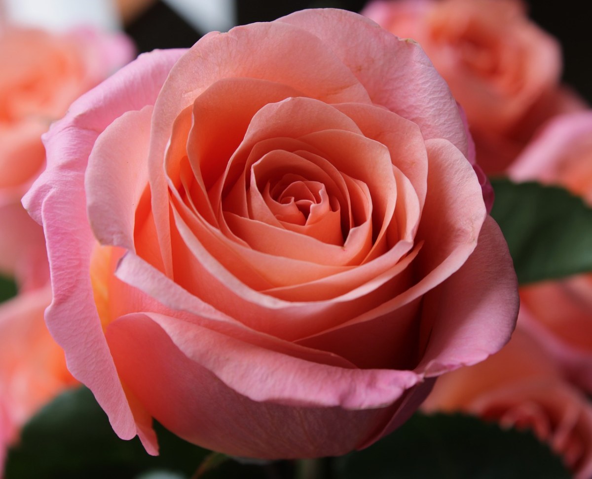 粉红色的玫瑰、玫瑰、背景免费图片