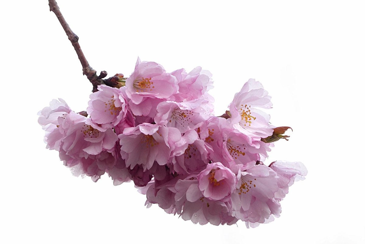 厂、开花、日本樱花盛开免费图片