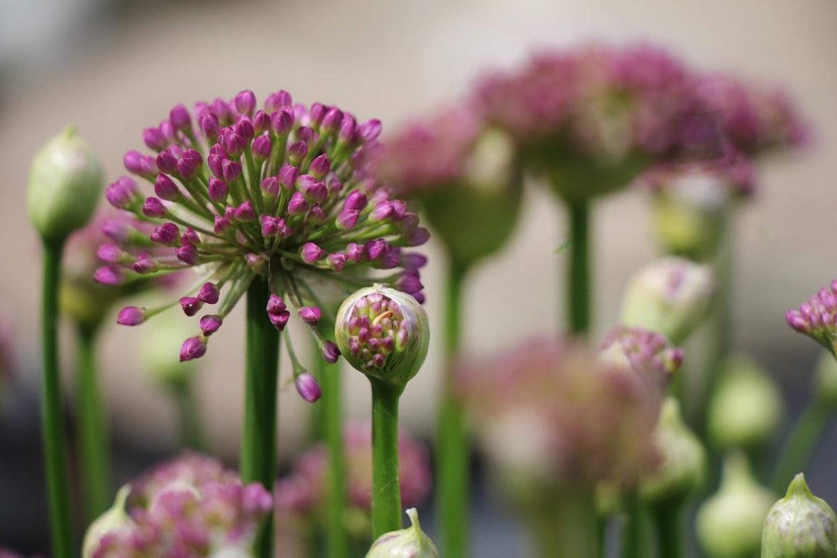 观赏葱,植物,花卉