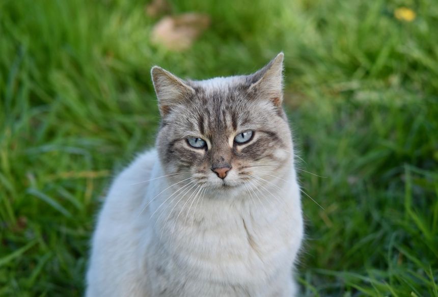 猫,小猫,蓝眼睛的猫