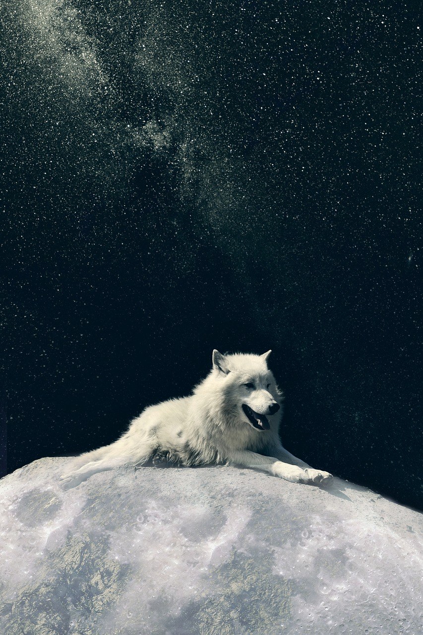 狼,狗,月亮