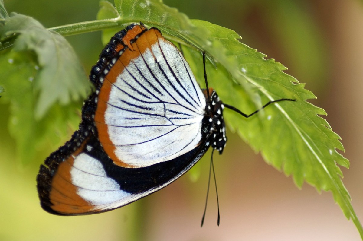 蝴蝶、颠倒、昆虫免费图片