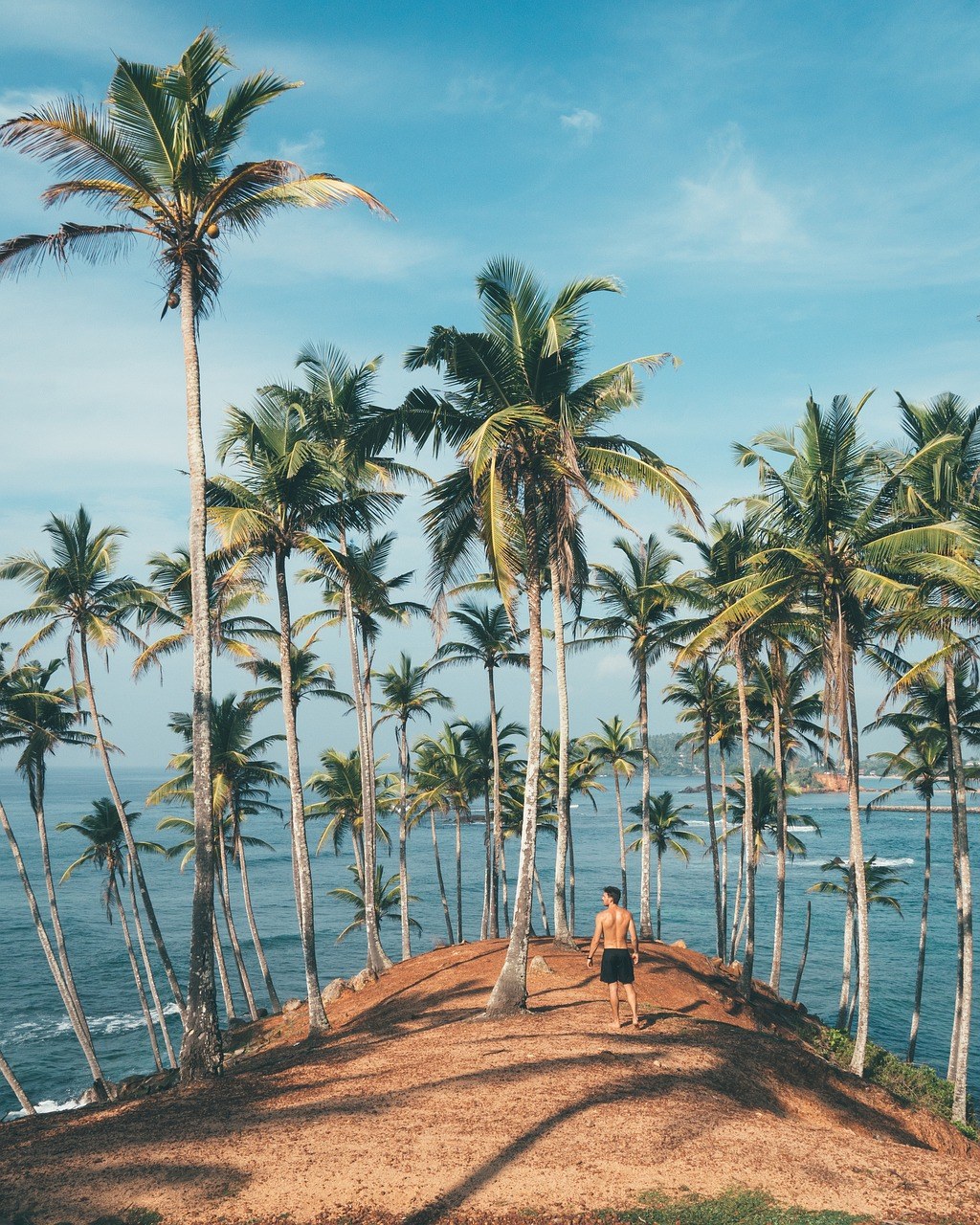 棕榈、热带、海滩免费图片