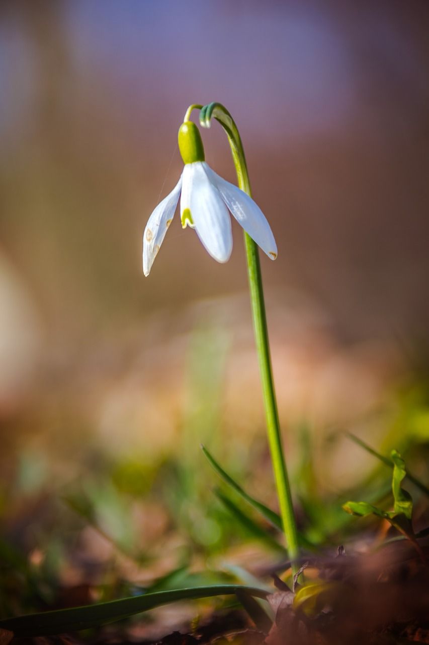 雪钟花雪花莲