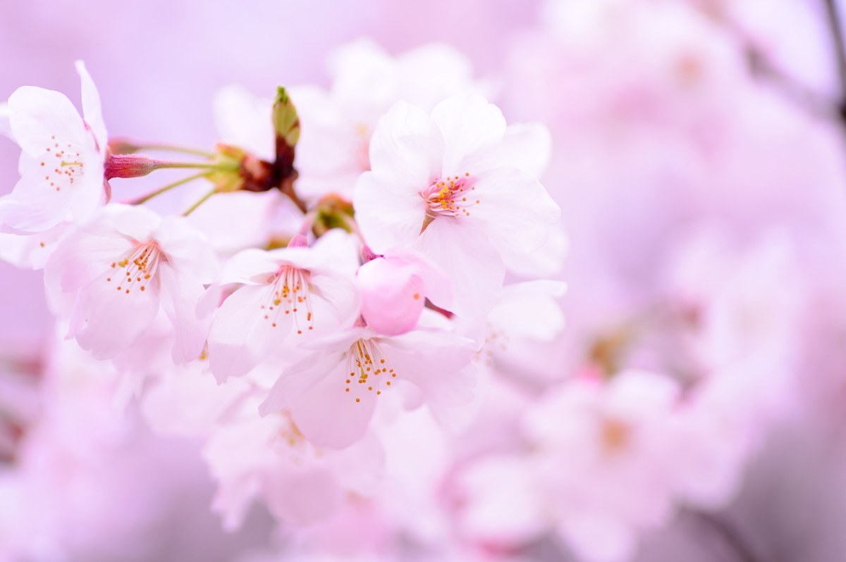 粉色的樱花免费图片