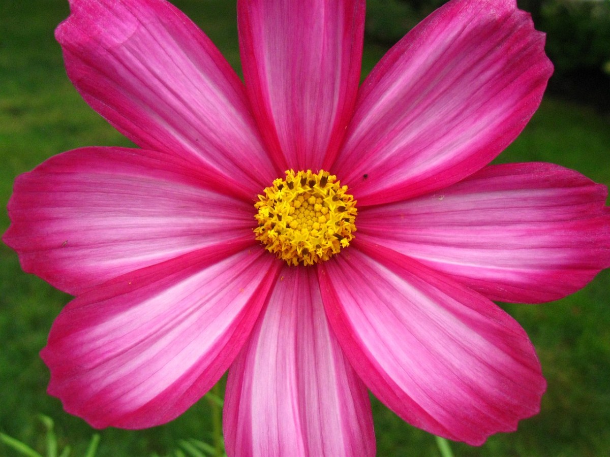 花、粉红色、自然免费图片