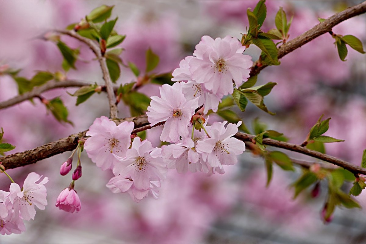 日本樱花、粉红色、树免费图片