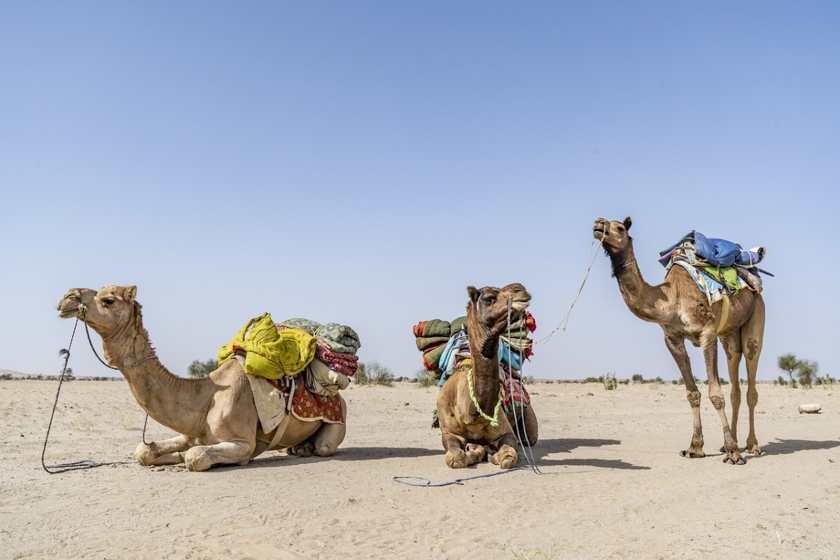 骆驼、哺乳动物、沙漠免费图片