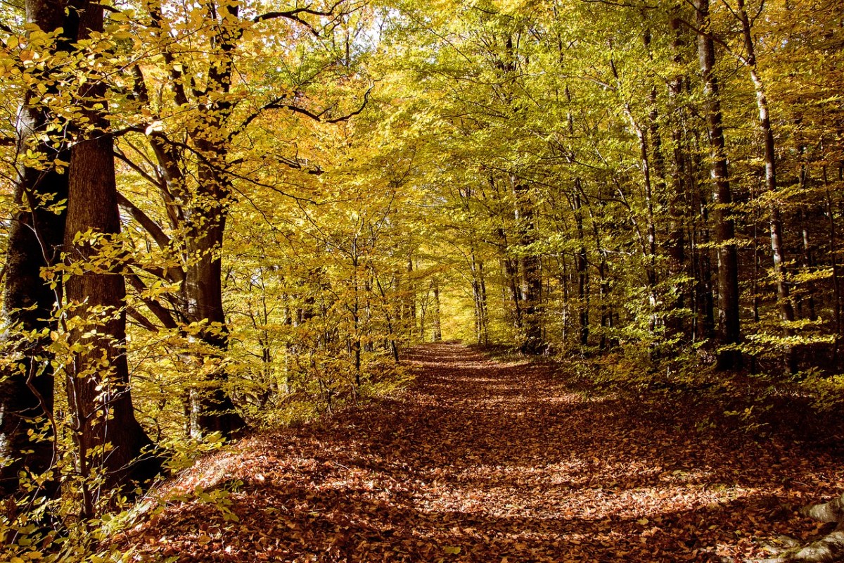 落叶林、森林、秋季免费图片