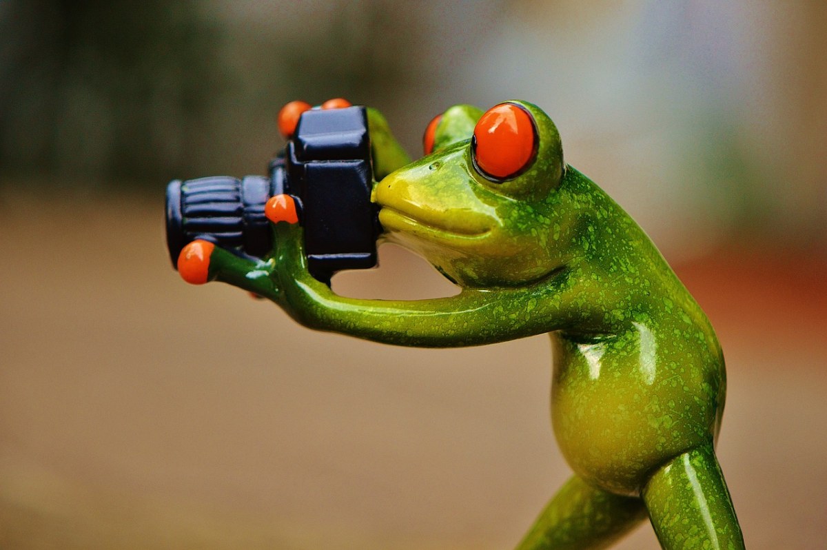 青蛙、摄影师、滑稽免费图片