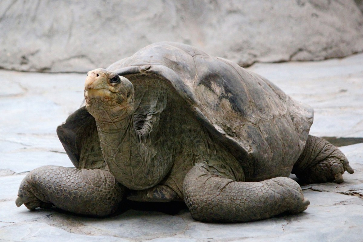 龟、巨大、加拉帕戈斯群岛免费图片