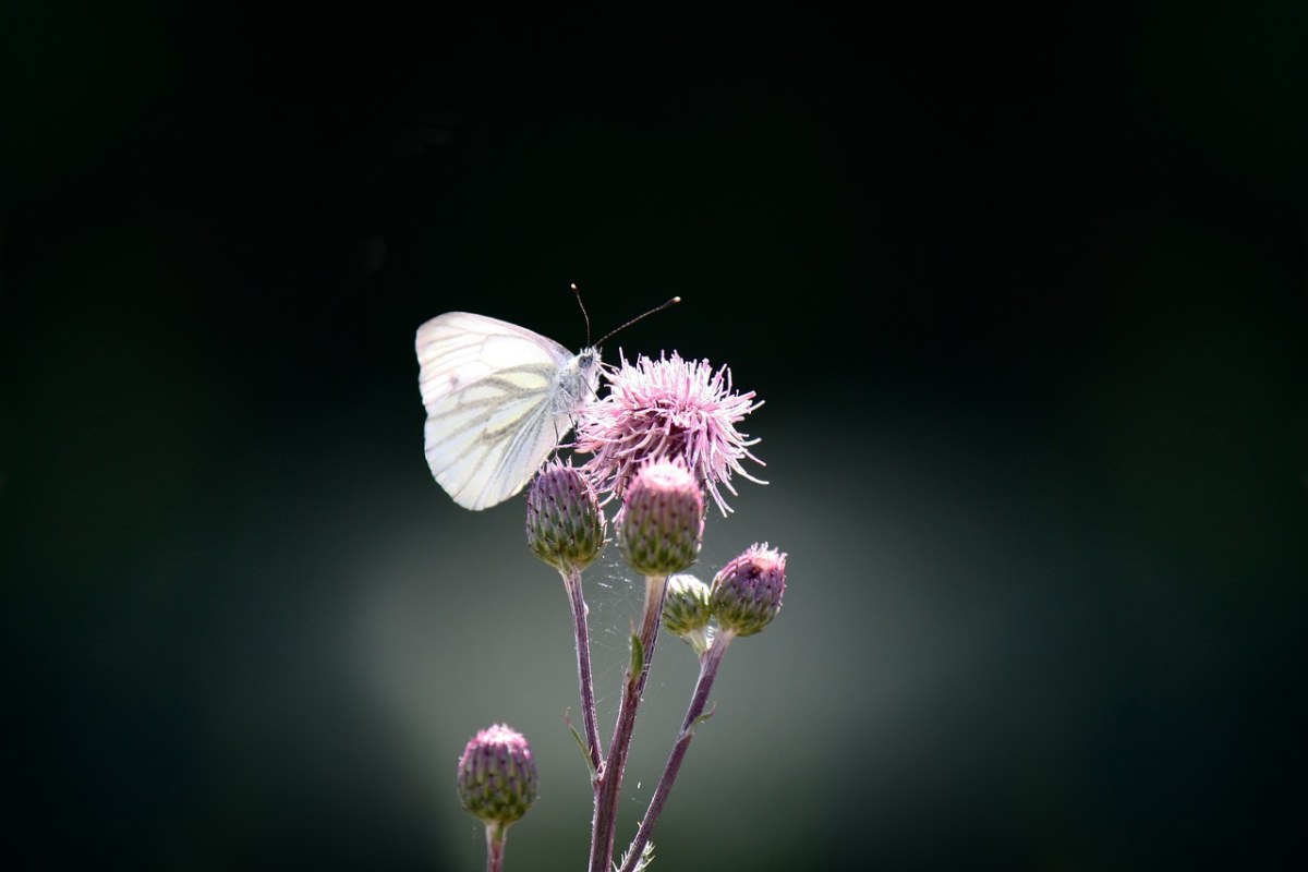 蝴蝶、绿脉、白岭、菜青虫免费图片