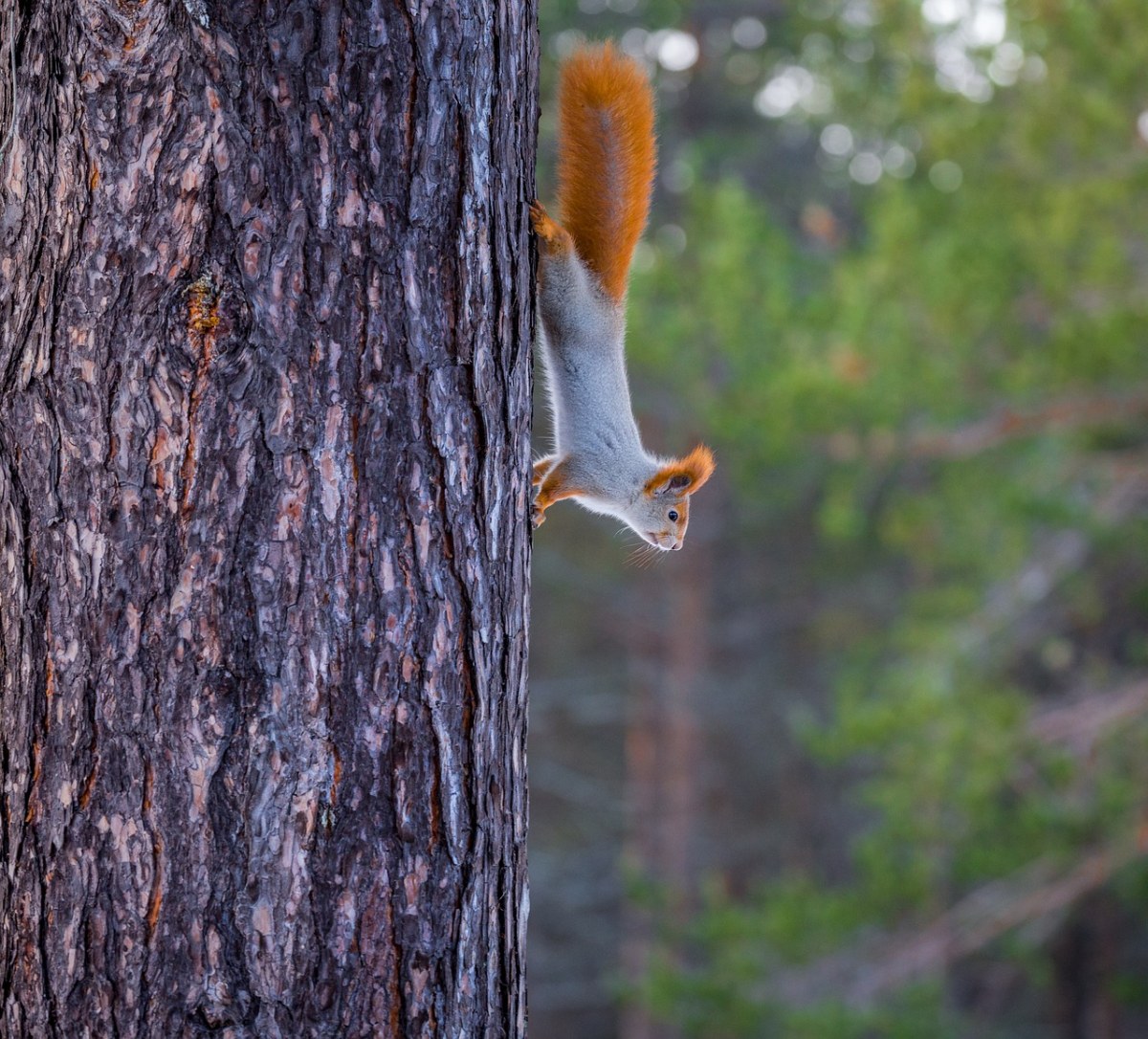 树干上的一只松鼠免费图片