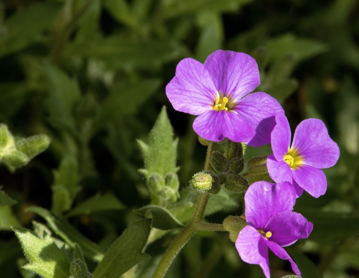紫色的南庭芥花免费图片