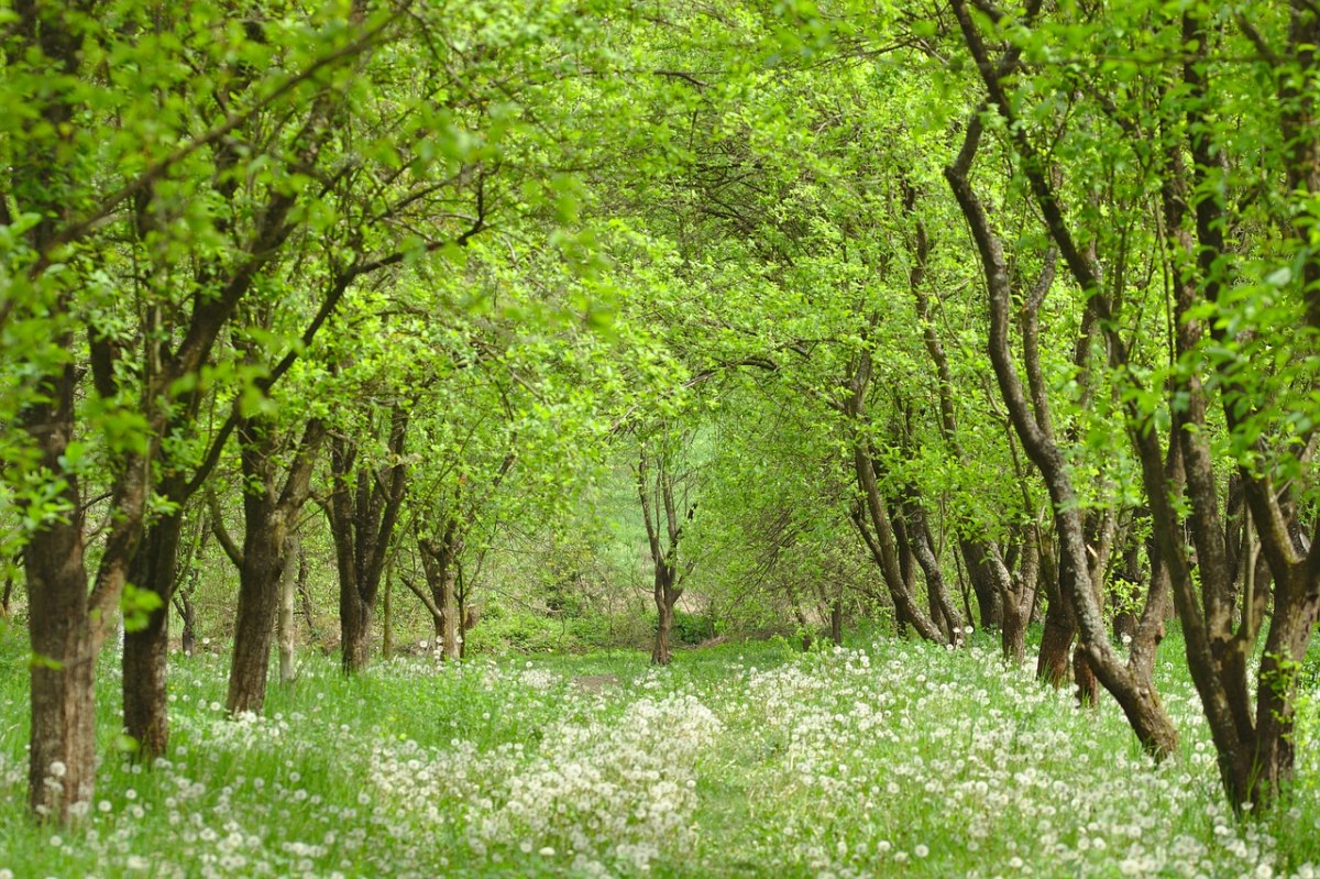 春天地上的野花与树林免费图片