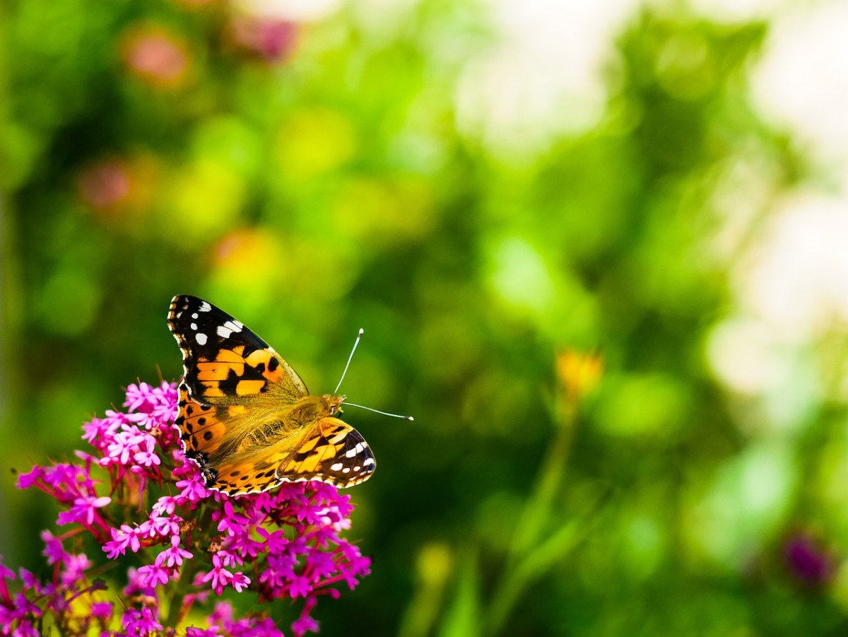 蝴蝶采花的背景图片免费图片