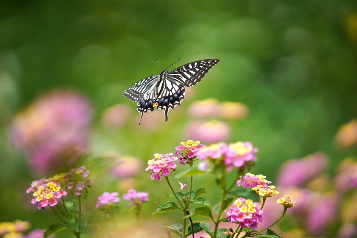 翩翩起舞的蝴蝶与花免费图片
