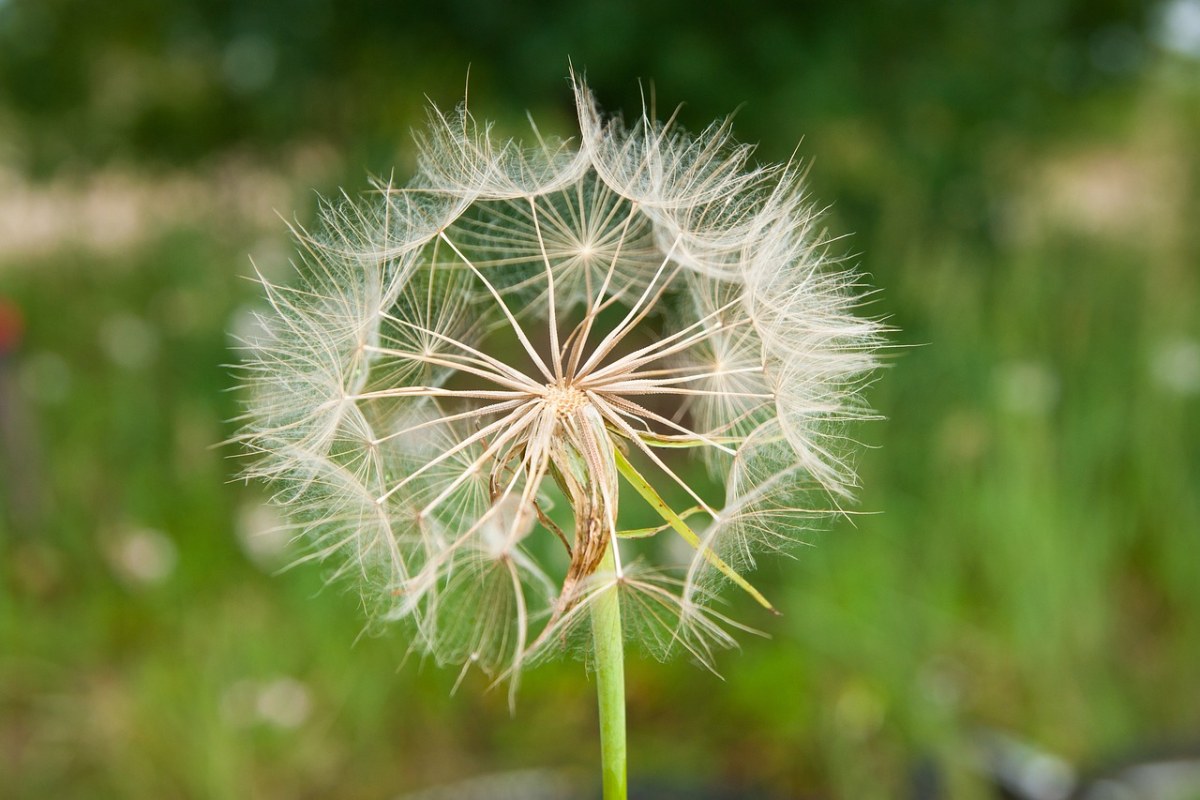 花、蒲公英、性质免费图片