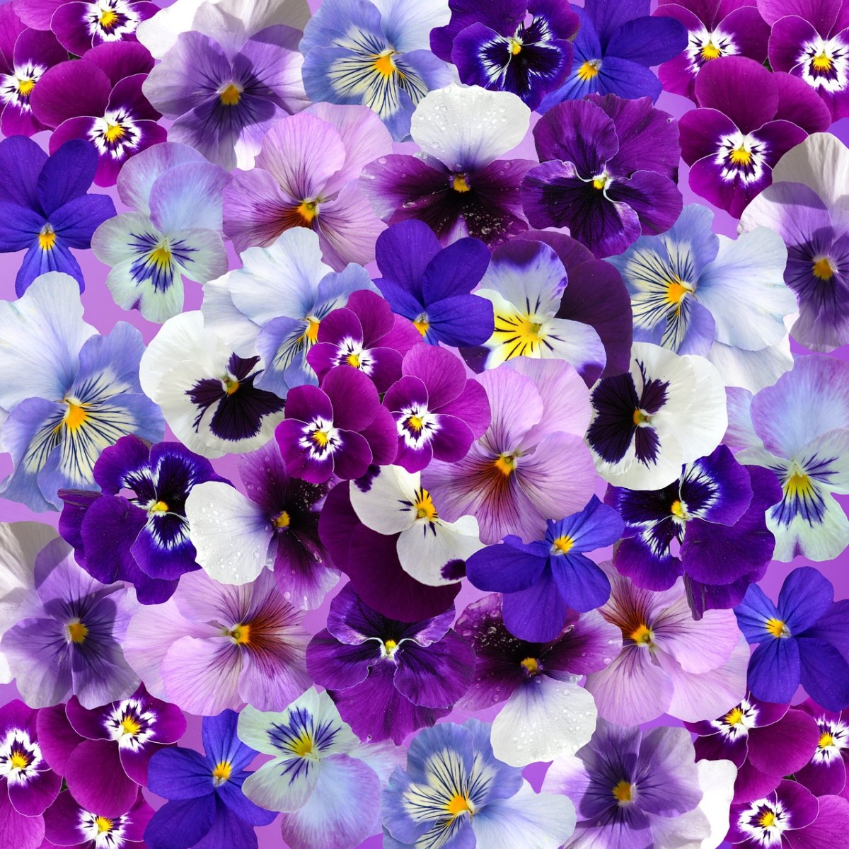 三色堇花的背景图免费图片