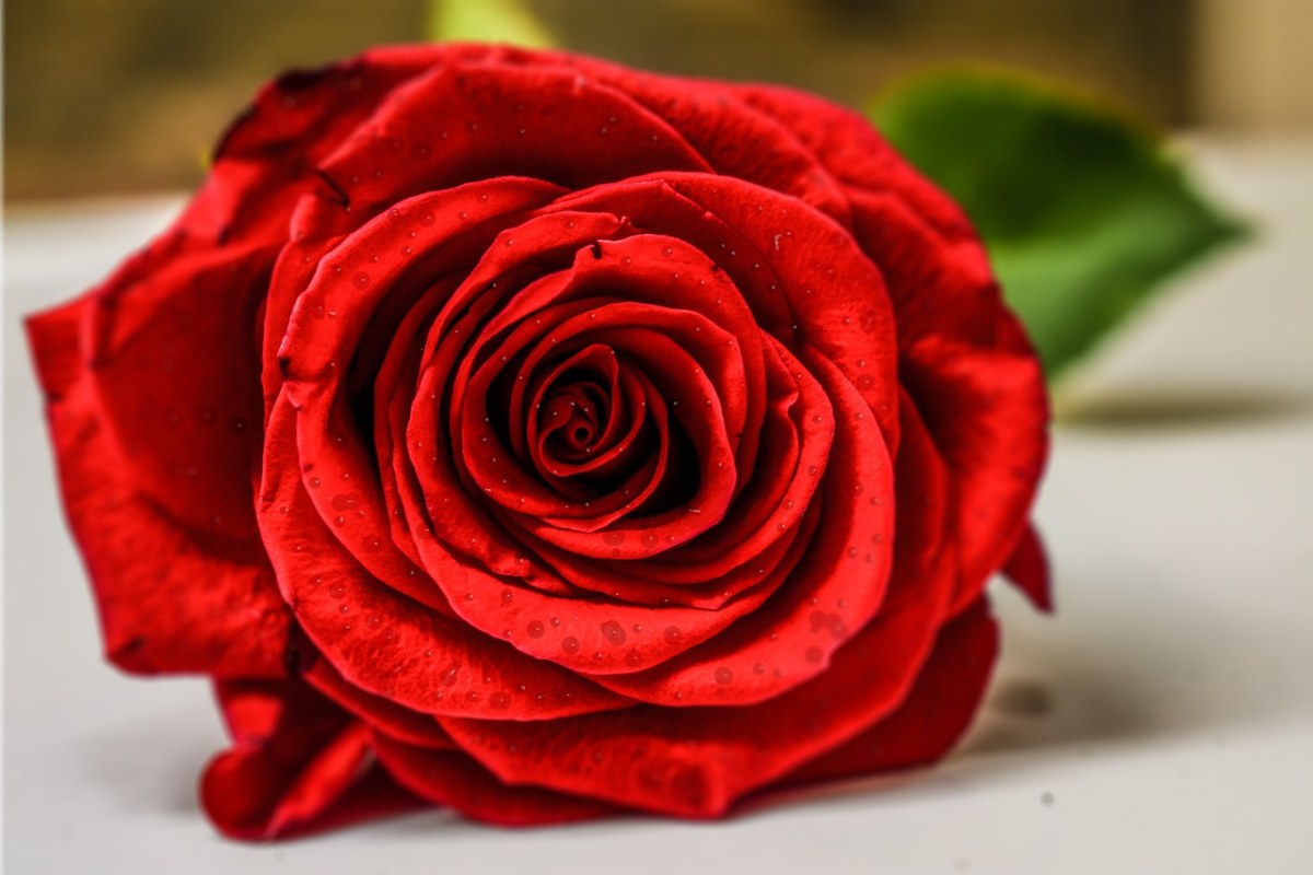红玫瑰、玫瑰和水滴免费图片