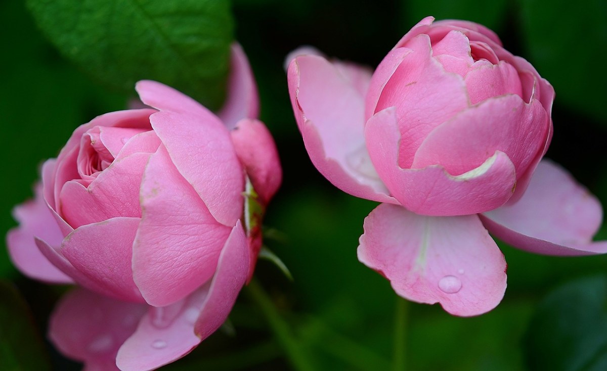 玫瑰,薔薇科,花