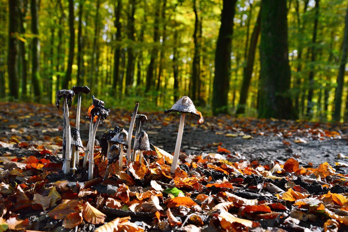 蘑菇,秋季,林 - 免费可商用图片 - cc0.cn