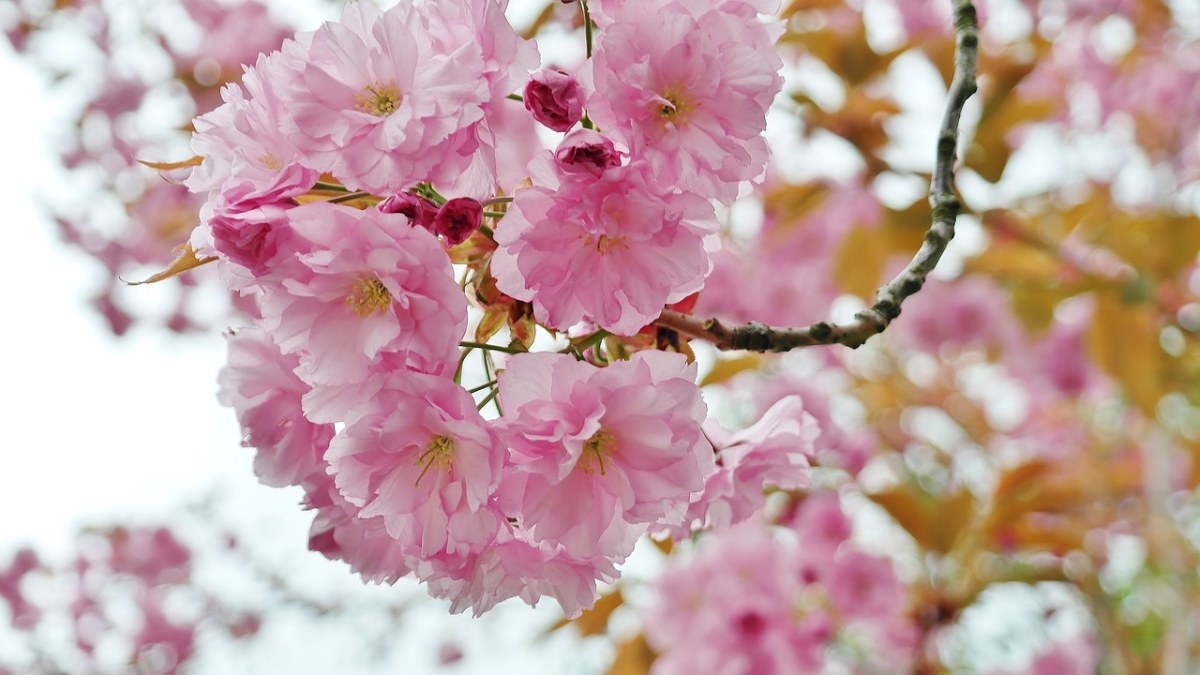 春天粉色的樱花花朵免费图片