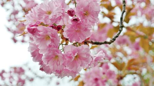 春天粉色的樱花花朵
