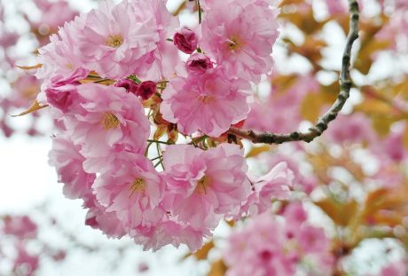 春天粉色的樱花花朵
