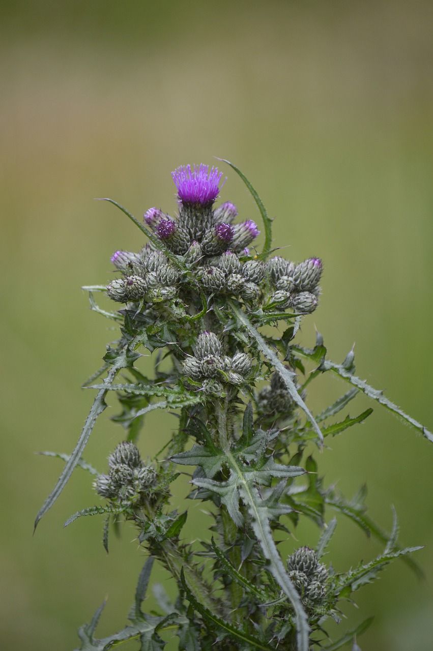 蓟,沼泽-刮蓟,cirsium,palustre