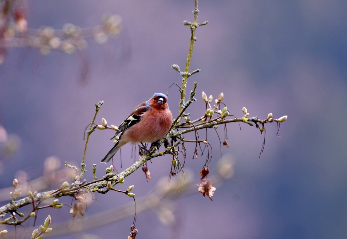 树枝上的小鸟免费图片
