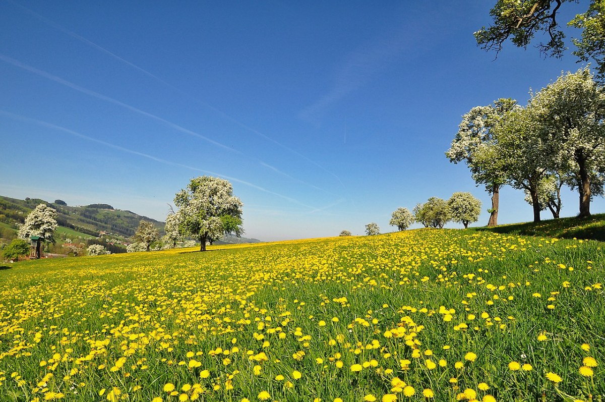 春天草地上的蒲公英花风景免费图片