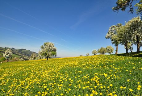 春天草地上的蒲公英花风景