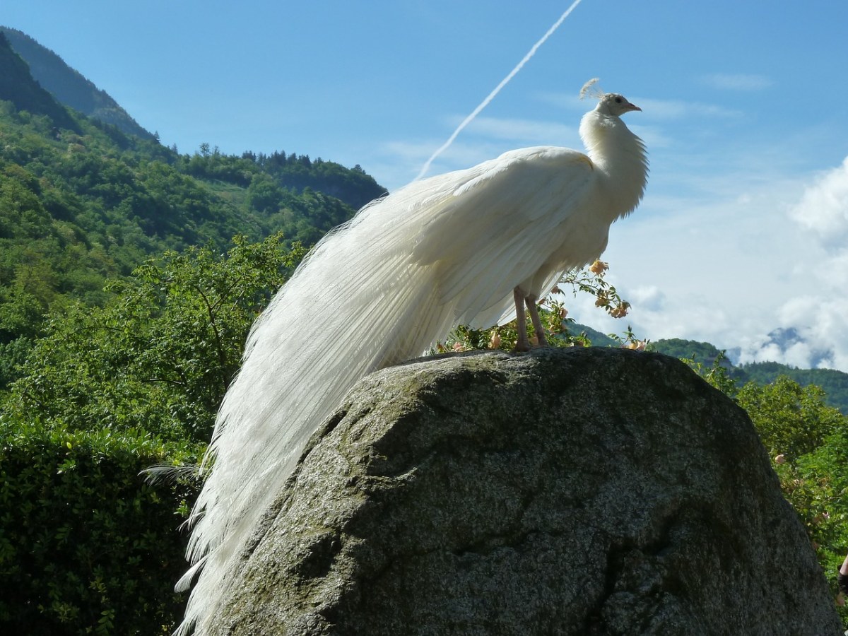 白孔雀、孔雀、鸟免费图片