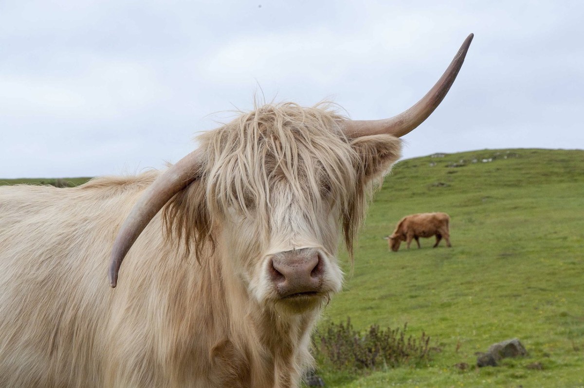 高地牛,苏格兰,高原