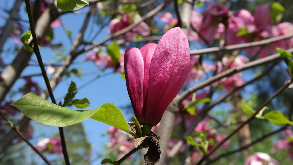 日本玉兰、花园、春天免费图片