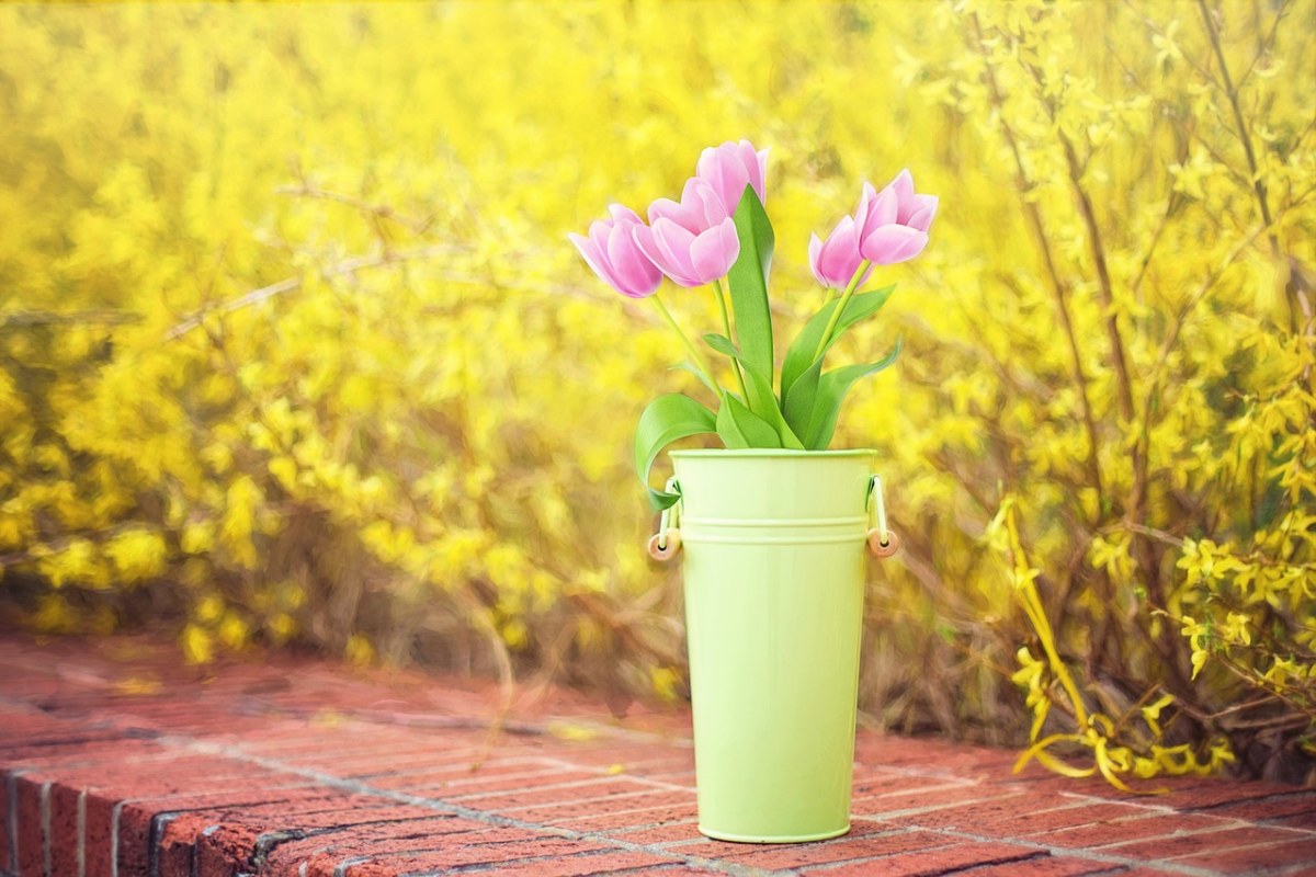 插在花瓶里的四枝粉色郁金香免费图片