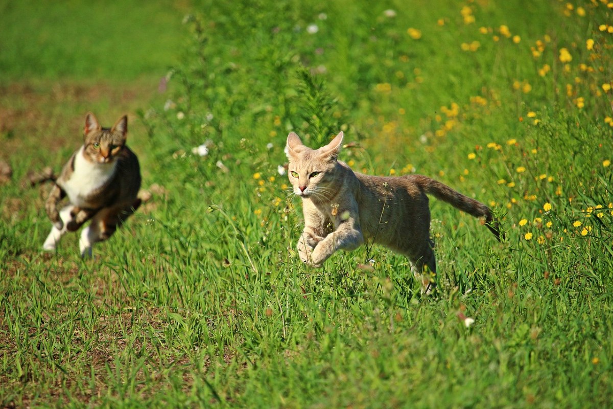 俄罗斯猫猫狩猎图片