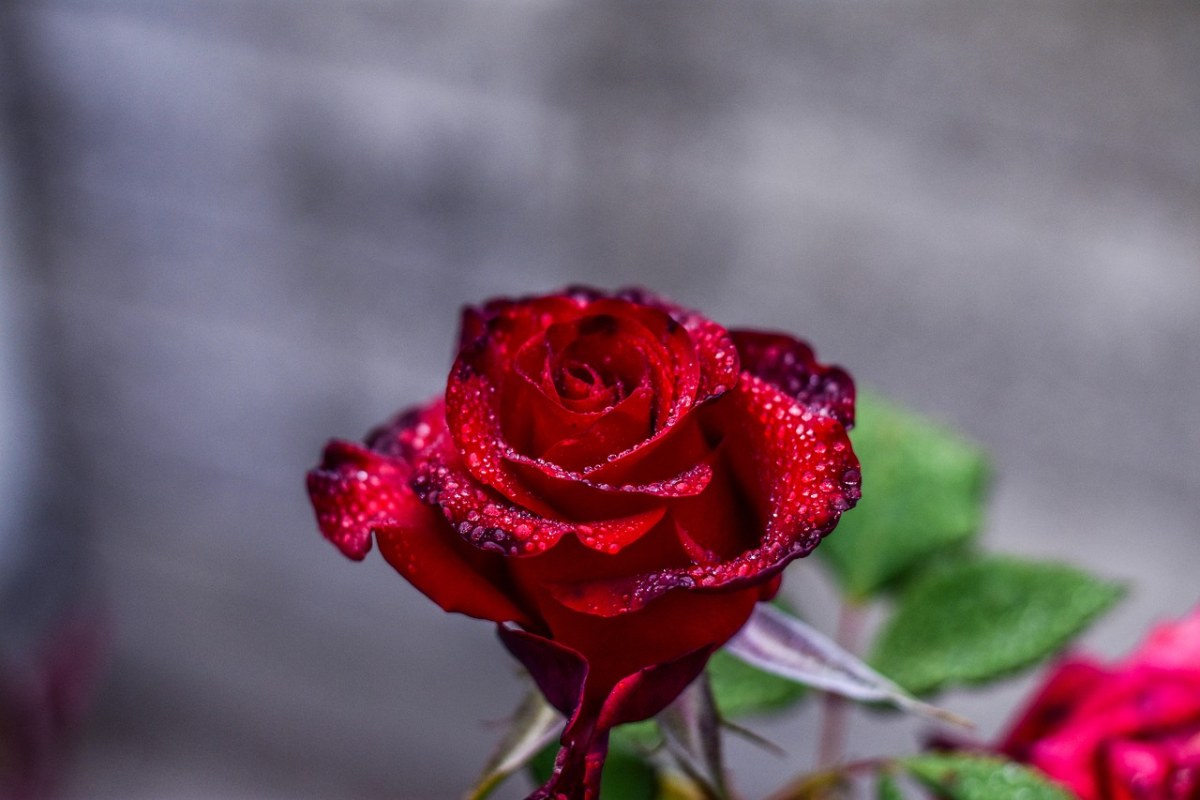 红玫瑰、花、美免费图片