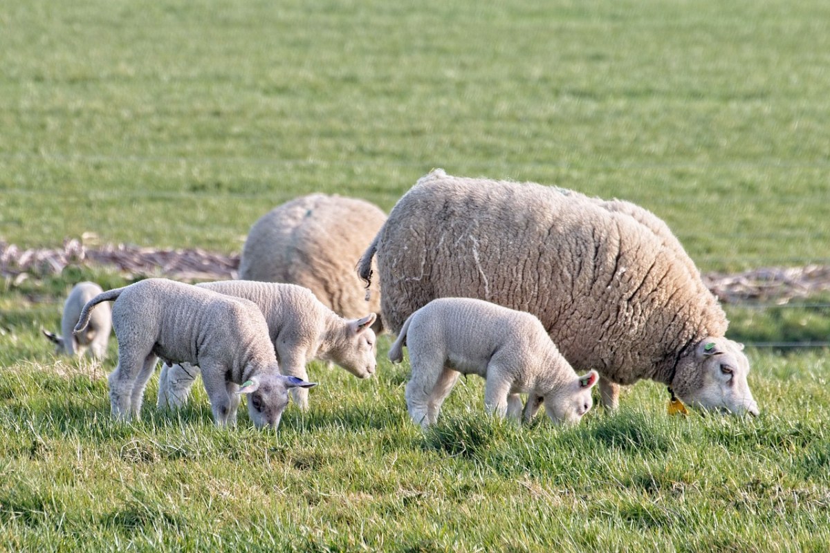 羊、羊肉、羔羊免费图片