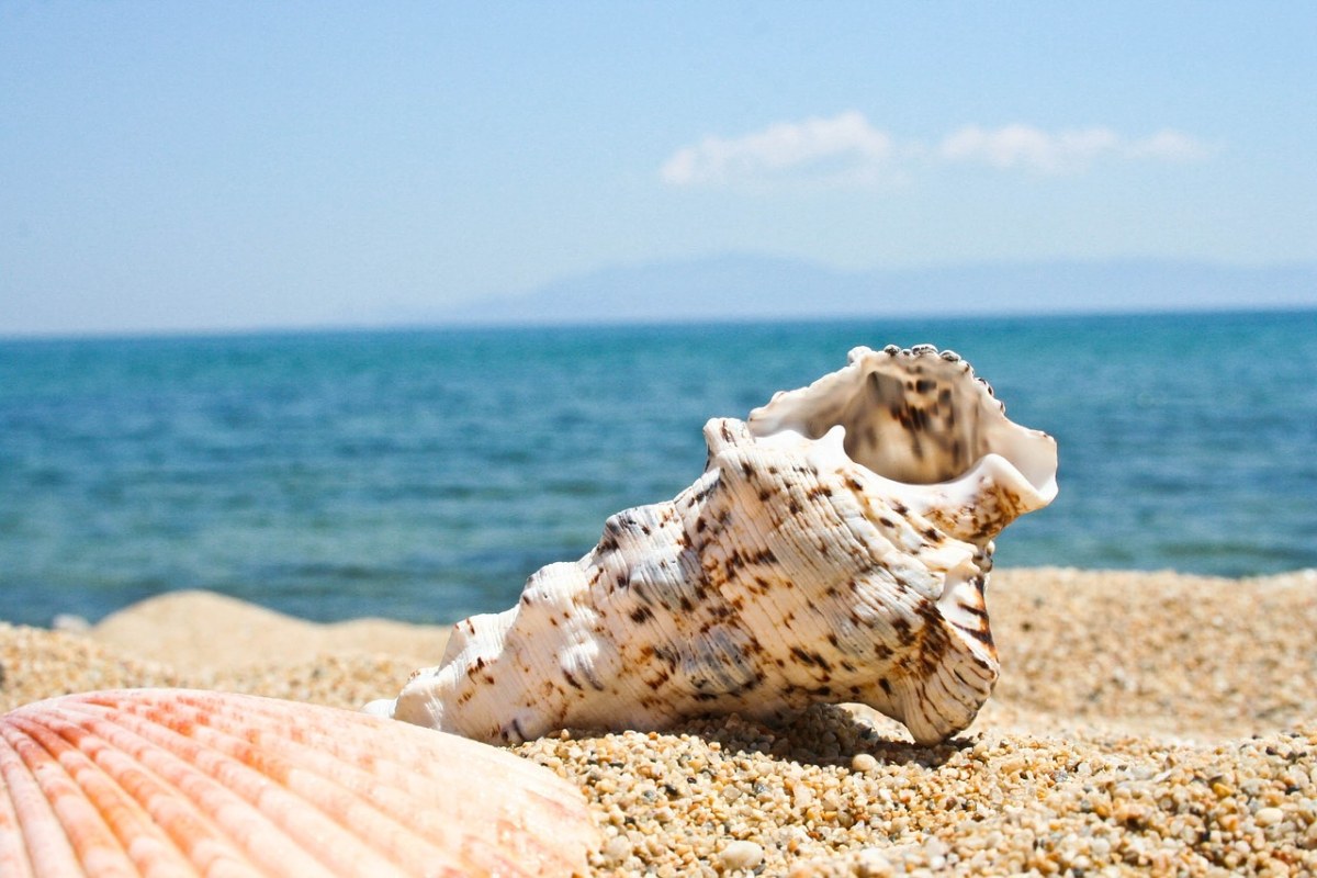 海滩、贝壳、卡瓦拉免费图片